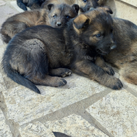 Cucciolo pastore tedesco