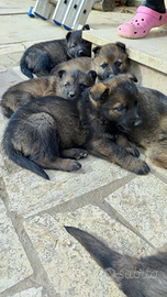 Cucciolo pastore tedesco