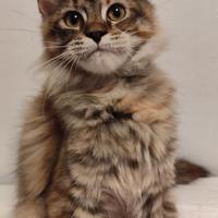 Maine coon