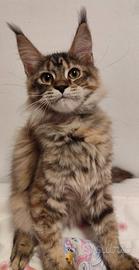 Maine coon