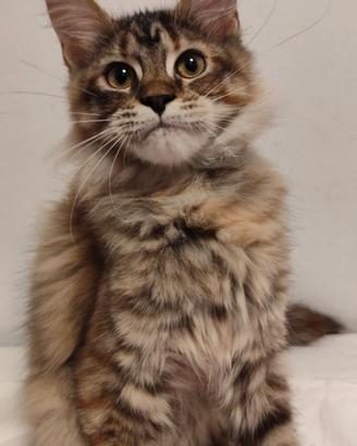Maine coon