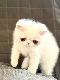 Exotic Shorthair