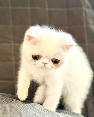Exotic Shorthair