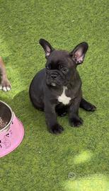 Bulldog Francese Cuccioli Top