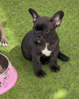 Bulldog Francese Cuccioli Top