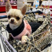 Rintraccio Fidanzato Chihuahua