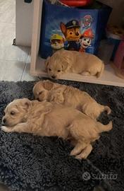 Maltipoo