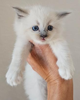 Cuccioli Ragdoll