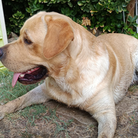 Labrador accoppiamento