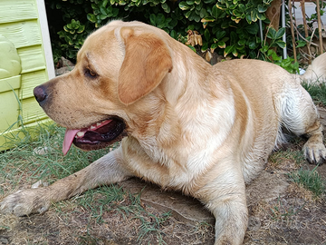Labrador accoppiamento