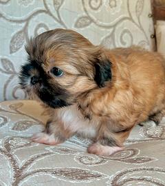 Cucciolo Shitzu femmina (Shih tzu Nocciolina)