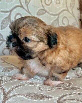 Cucciolo Shitzu femmina (Shih tzu Nocciolina)