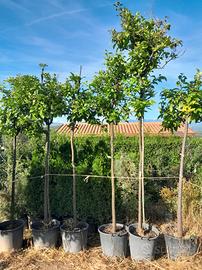 piante arancia amara