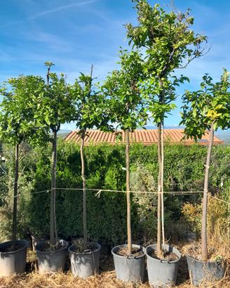 piante arancia amara