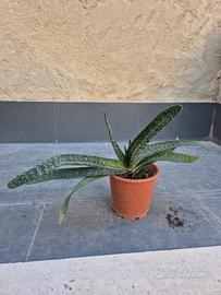 pianta grassa gasteria 
