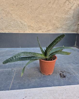 pianta grassa gasteria 