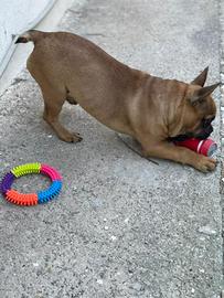 Bulldog Francese