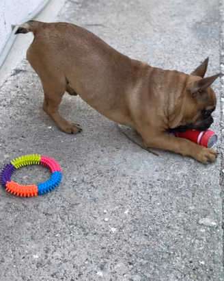 Bulldog Francese
