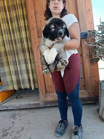 Caucaso cuccioli