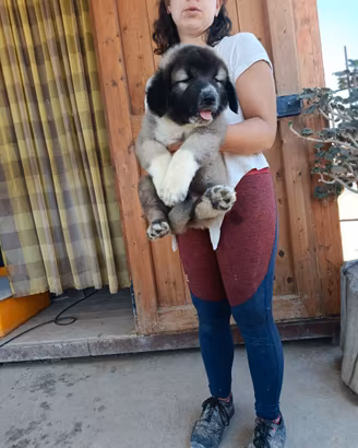 Caucaso cuccioli