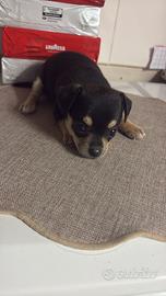 Cuccioli taglia piccolissima