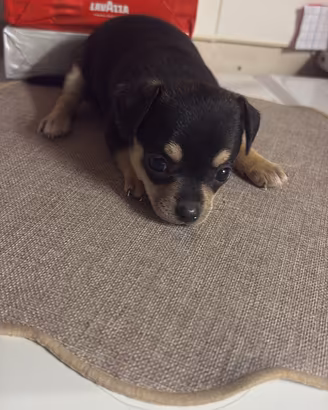 Cuccioli taglia piccolissima