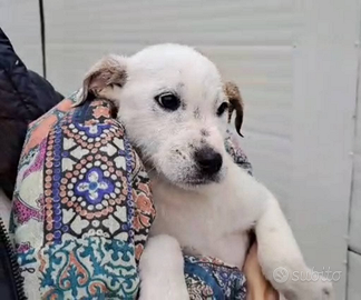 Cucciola 4 mesi in canile buonissima