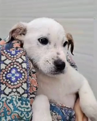 Cucciola 4 mesi in canile buonissima