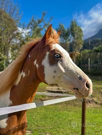 Castrone Paint Horse