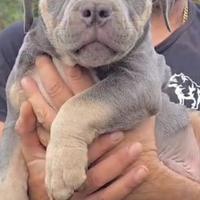 Cuccioli american bully abkc