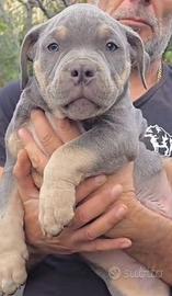 Cuccioli american bully abkc