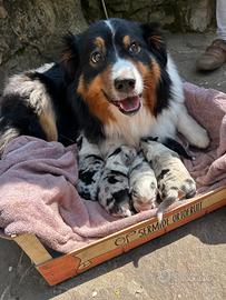 Vendo Cuccioli di pastore australiano