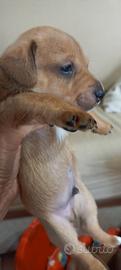 Cuccioli piccola taglia