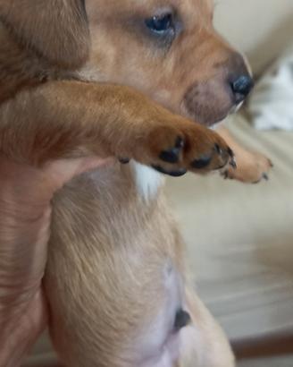 Cuccioli piccola taglia