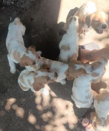 Cuccioli di bredon 