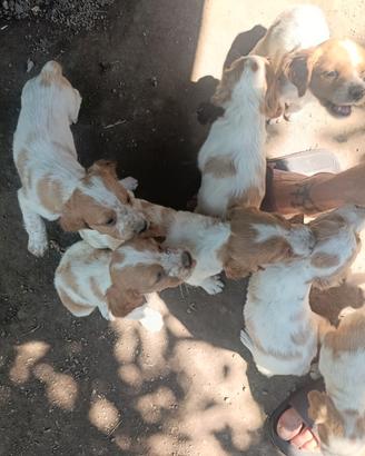 Cuccioli di bredon 