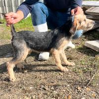 Segugio maremmano pelo forte