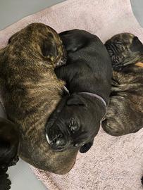 Disponibile cuccioli di cane corso