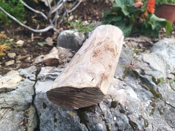 Tronchetto di Olivo stagionato per artigianato