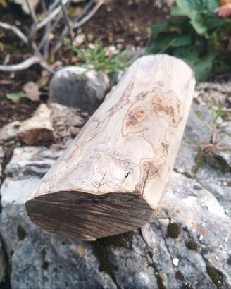 Tronchetto di Olivo stagionato per artigianato