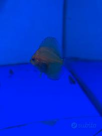 Discus