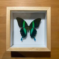 Farfalla Papilio Blumei con teca