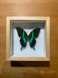 Farfalla Papilio Blumei con teca
