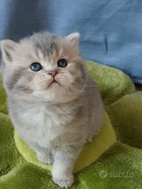 British Shorthair