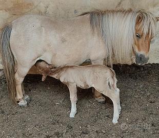 Pony