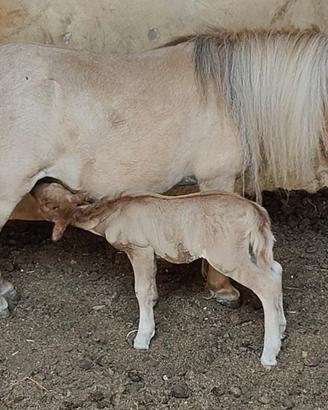 Pony