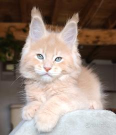 Maine coon