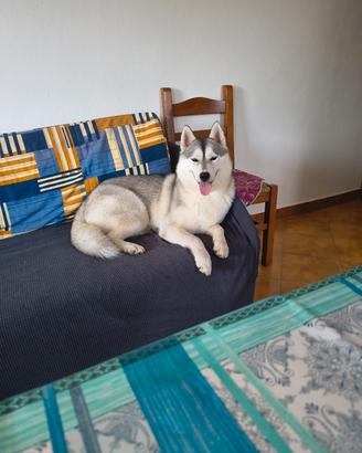 siberian husky