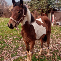 Puledra 1 anno