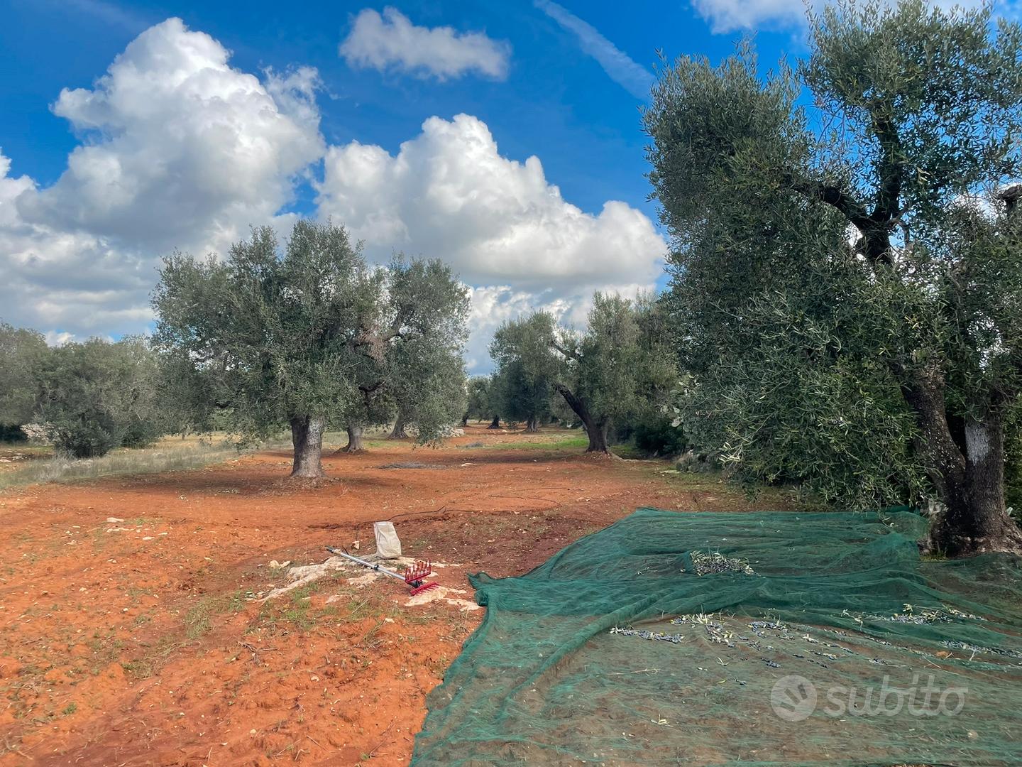 Terreno con alberi secolari - Vista 5